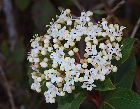 Viburnum tinus 16