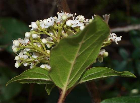 Viburnum tinus 17