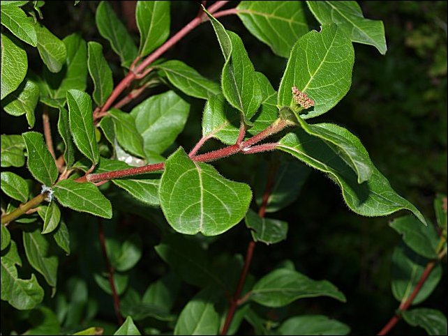 Viburnum tinus 2