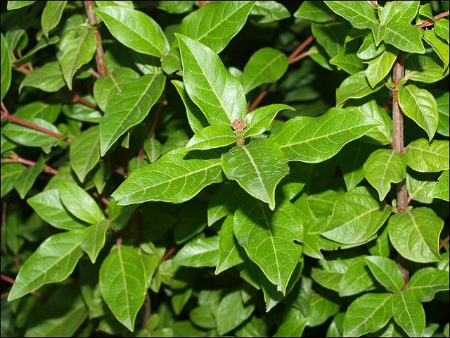 Viburnum tinus 3