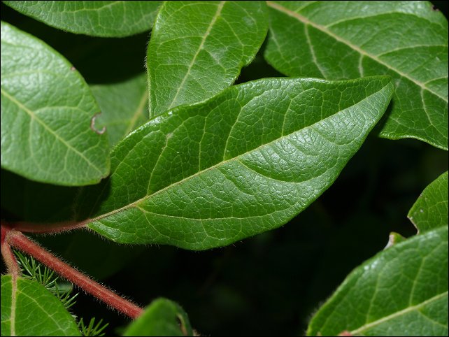 Viburnum tinus 4