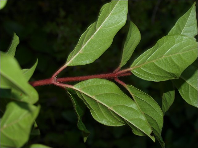Viburnum tinus 5