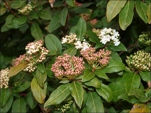 Viburnum tinus 6