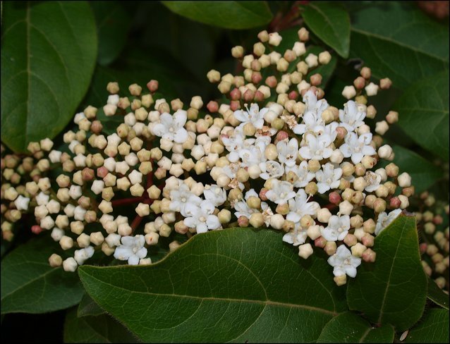 Viburnum tinus 7