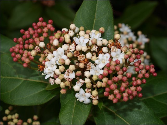 Viburnum tinus 8