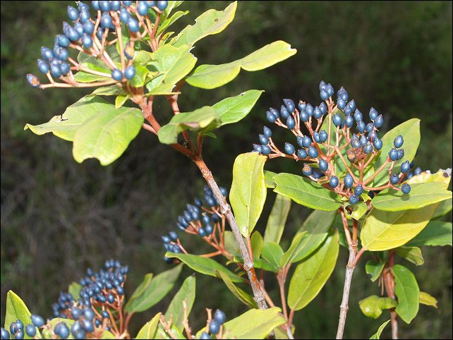 Viburnum tinus 9