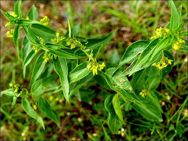 Vincetoxicum hirundinaria 1