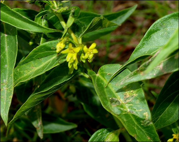 Vincetoxicum hirundinaria 10