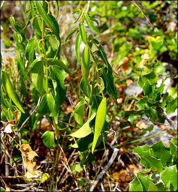 Vincetoxicum hirundinaria 11