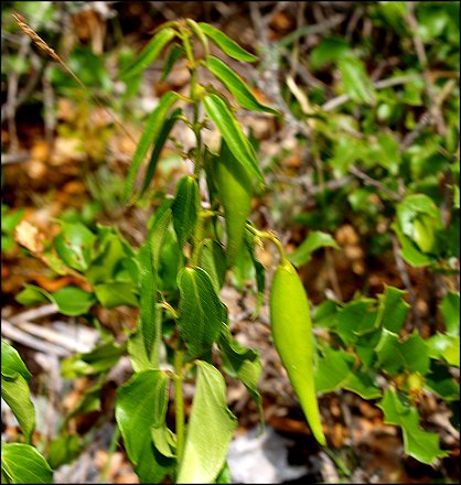 Vincetoxicum hirundinaria 12