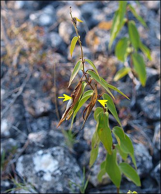 Vincetoxicum hirundinaria 1
