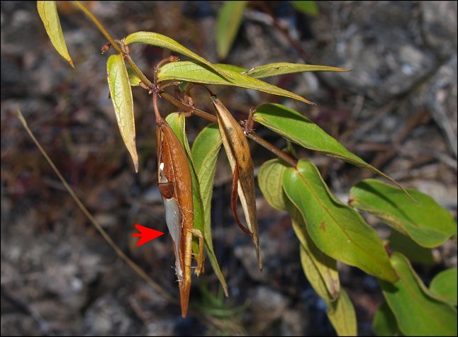 Vincetoxicum hirundinaria 14
