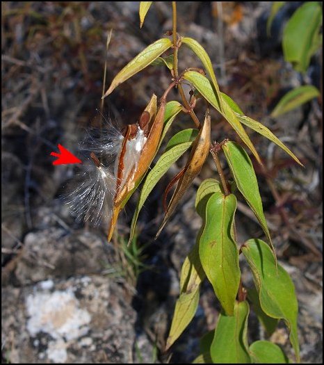 Vincetoxicum hirundinaria 15