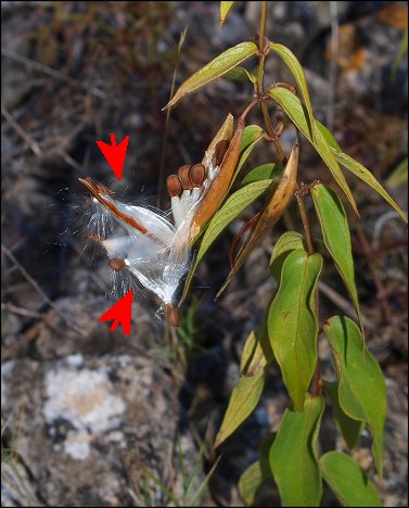 Vincetoxicum hirundinaria 16