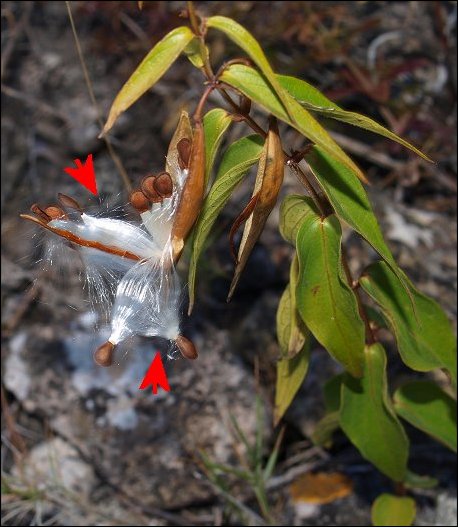 Vincetoxicum hirundinaria 17