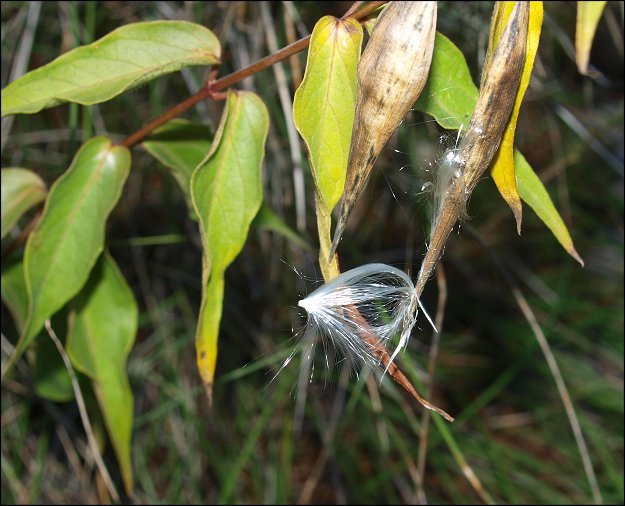 Vincetoxicum hirundinaria 18