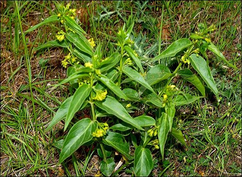 Vincetoxicum hirundinaria 2
