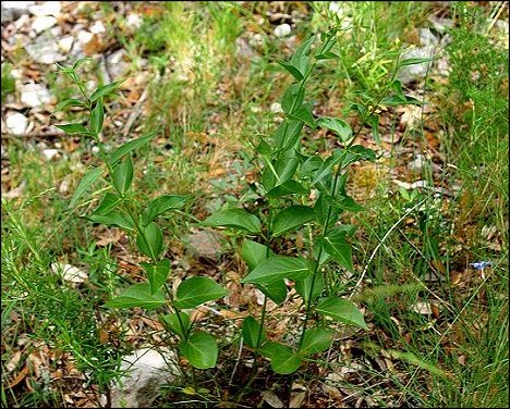 Vincetoxicum hirundinaria 3