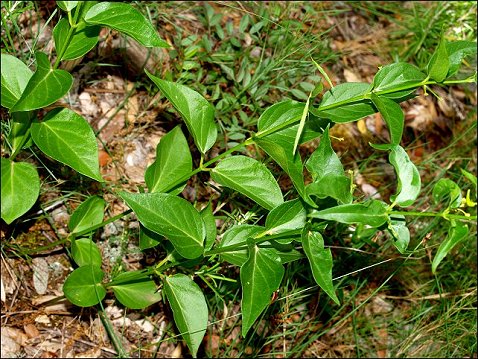 Vincetoxicum hirundinaria 4