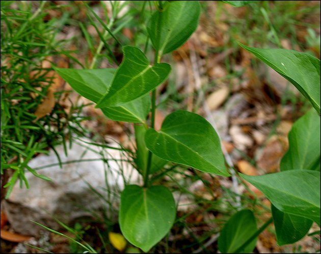 Vincetoxicum hirundinaria 5