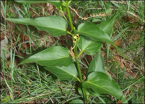Vincetoxicum hirundinaria 6