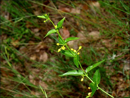 Vincetoxicum hirundinaria 7