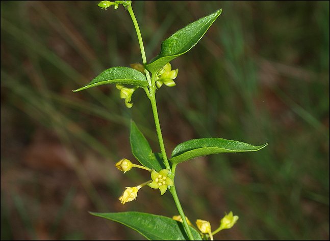 Vincetoxicum hirundinaria 8
