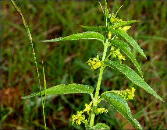 Vincetoxicum hirundinaria 9