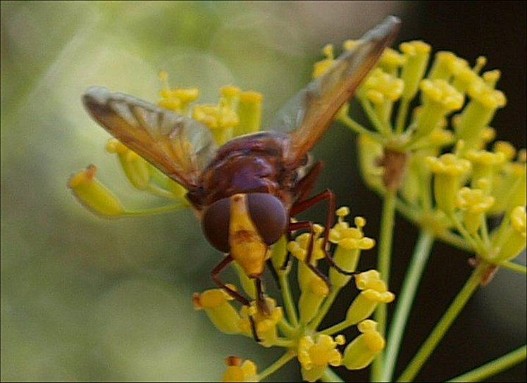 Volucella zonaria.4