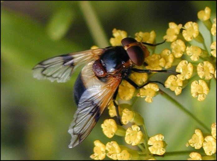 Volucella pellucens 1