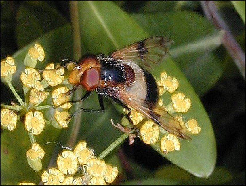 Volucella pellucens 2