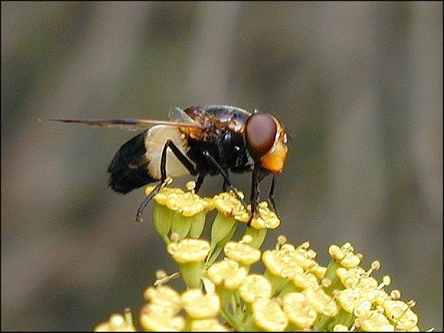 Volucella pellucens 3