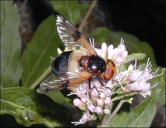 Volucella pellucens 4
