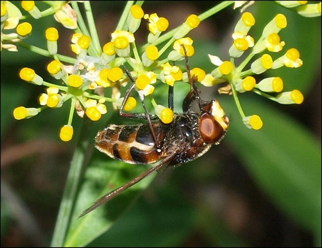 Volucella zonaria 10