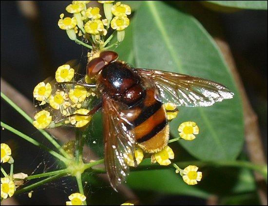 Volucella zonaria 4