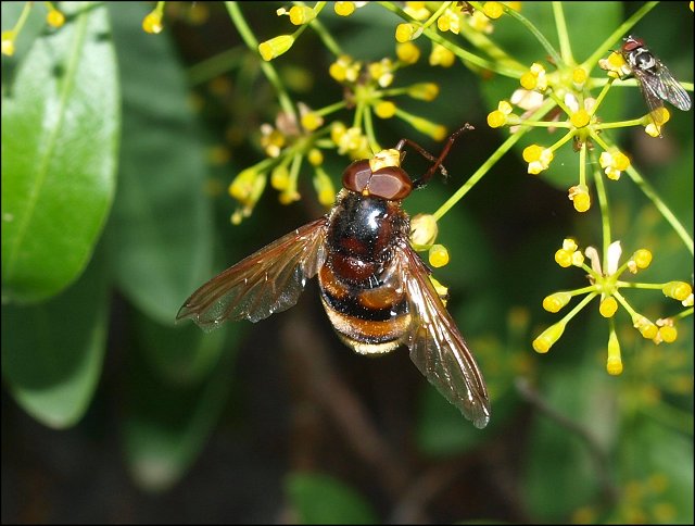 Volucella zonaria 6