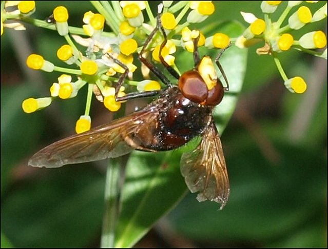 Volucella zonaria 7