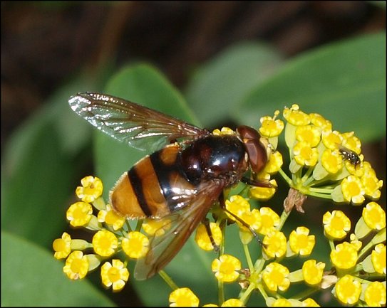 Volucella zonaria 8