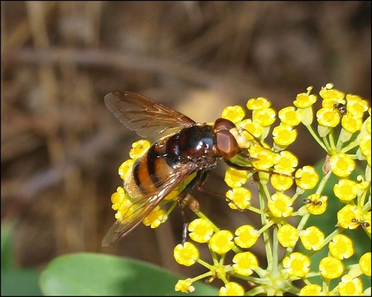 Volucella zonaria 9