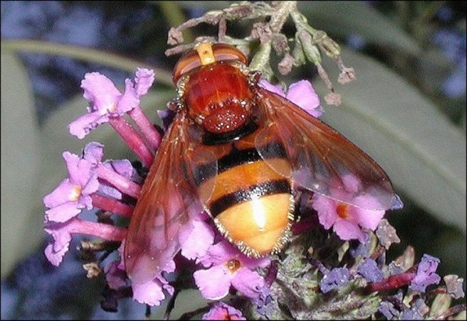 Volucella zonaria.1