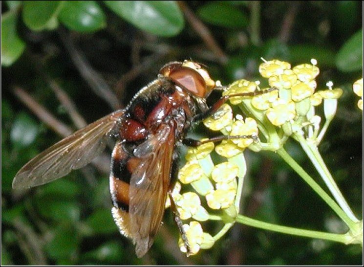 Volucella zonaria 2