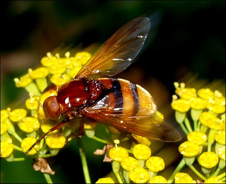 Volucella zonaria 3