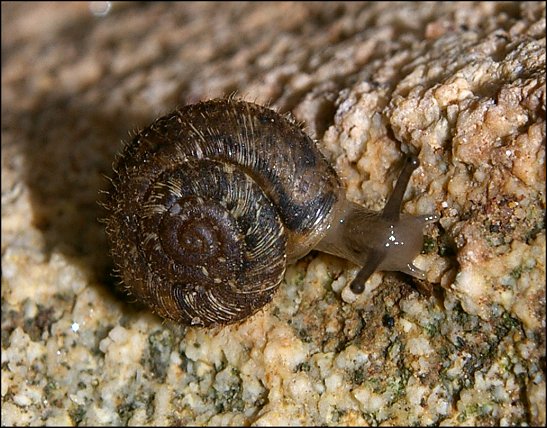 Xerotricha apicina 1