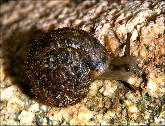 Xerotricha apicina 2