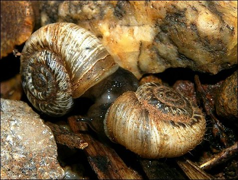 Xerotricha apicina 3