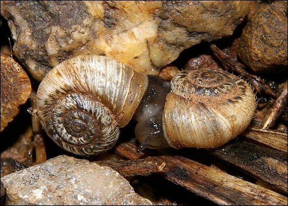 Xerotricha apicina 4