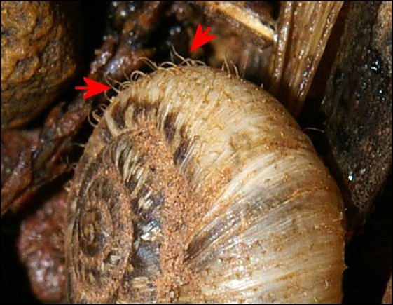 Xerotricha apicina 5