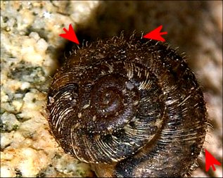 Xerotricha apicina 6