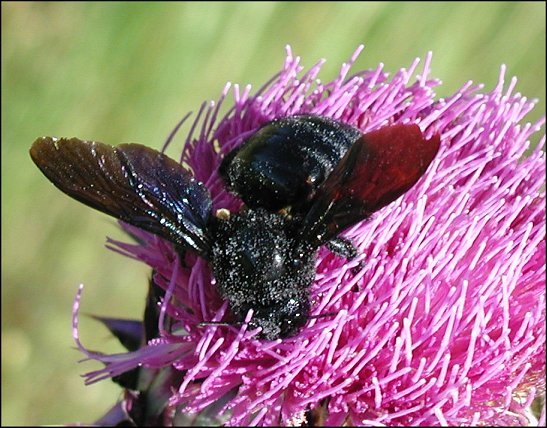 Xylocopa violacea 1