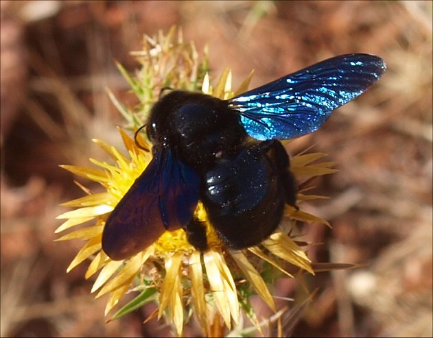 Xylocopa violacea 11